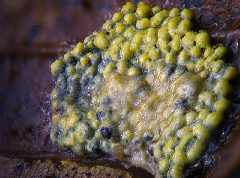 Physarum conglomeratum